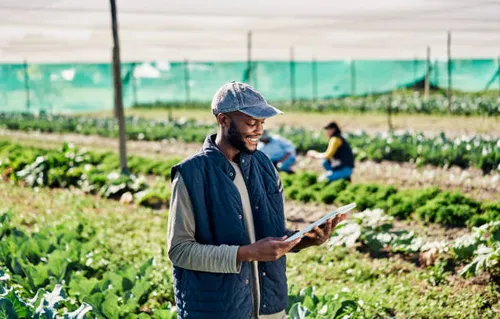 African farmer working in fields with abundant harvest